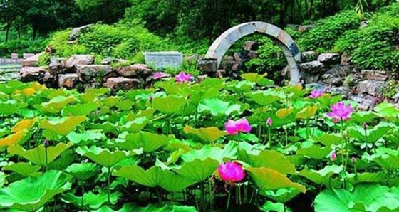 圆明园狮子林