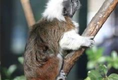 北京动物园热带小型猴馆