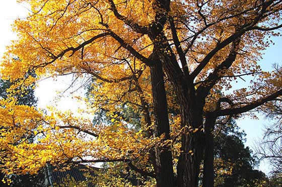 红螺寺11425