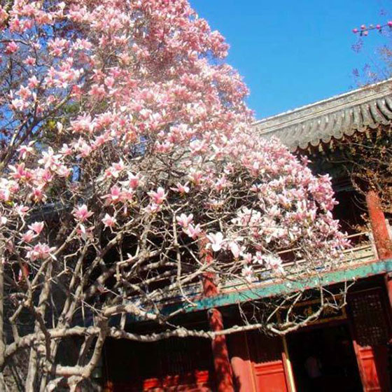 潭柘寺11453