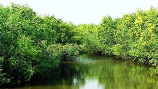 深圳海上田园红树林实验基地