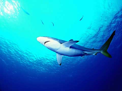 小梅沙海洋世界12382