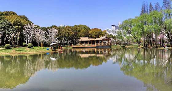 上海世纪公园樱花岛