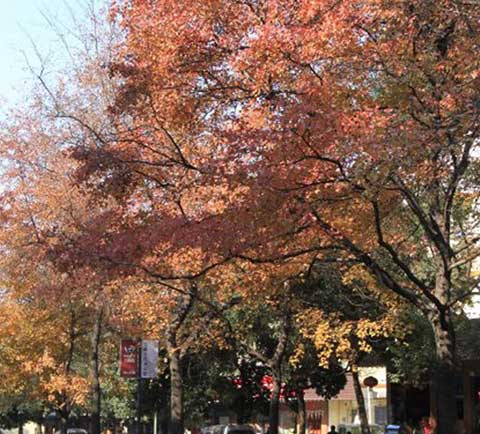 桂林七星公园12487