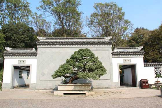 虎丘山风景区苏州盆景历史文化陈列馆