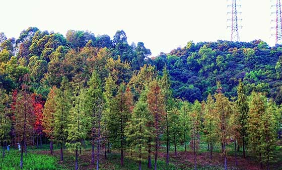 广州大观湿地公园，适合秋天拍照的地方，附拍照攻略