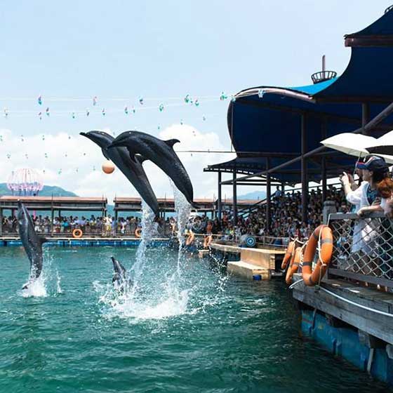 陵水分界洲岛海豚湾 陵水分界洲岛海豚湾