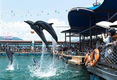 陵水分界洲岛海豚湾