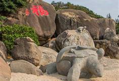 陵水分界洲岛神龟出世