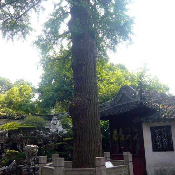 上海豫园银杏树