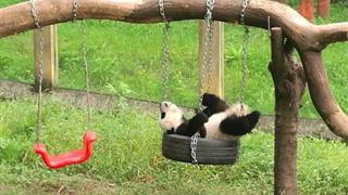 重庆动物园：熊猫馆