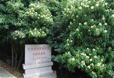 香雪海木荷林
