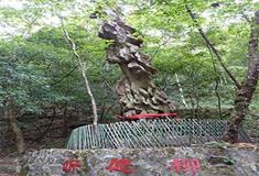 燕子河大峡谷听愿柳
