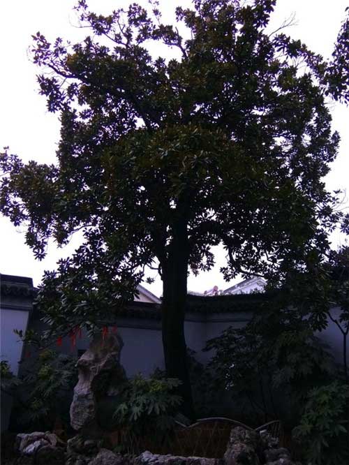 严家花园14806