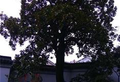 严家花园古广玉兰