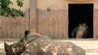 重庆动物园：犀牛馆