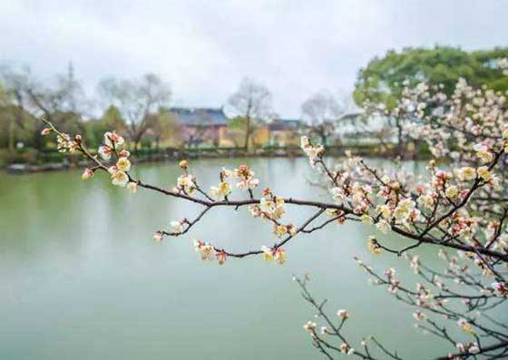 香雪海14234