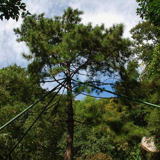 天津盘山风景名胜区迎客松