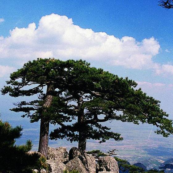 泰山15925