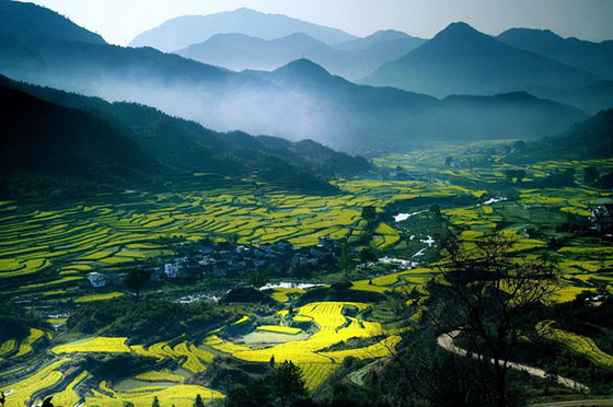 婺源江岭景区15594