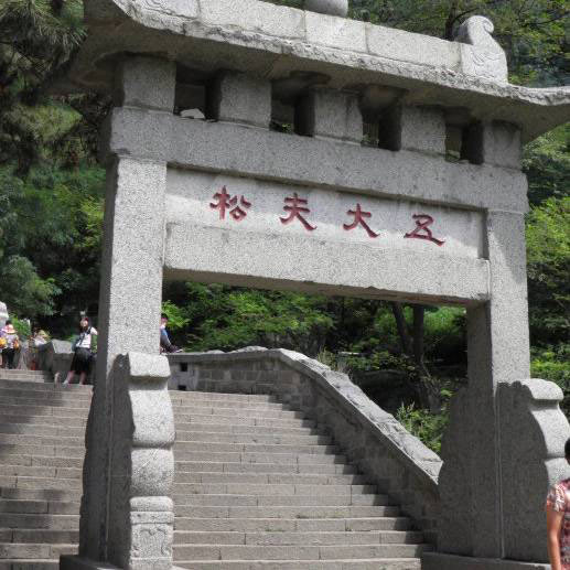 泰山五大夫松