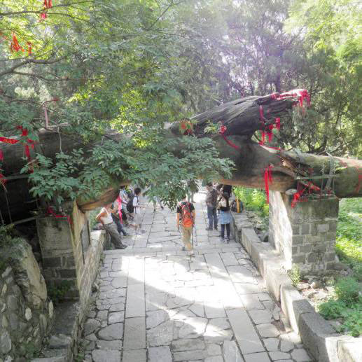 泰山四槐树