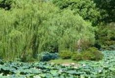 无锡吟苑公园怎么玩？附游玩路线