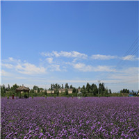 紫海香田薰衣草庄园介绍及游玩景点推荐 紫海香田薰衣草庄园介绍及游玩景点推荐