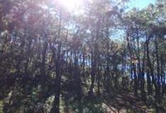 拉市海湿地公园青松林