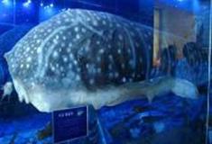 小梅沙海洋世界海龟岛