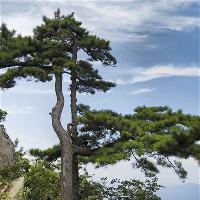白马尖同胞松