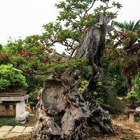 黄果树瀑布景区10241