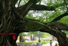 桂林广西榕津古村怎么玩？附游玩路线