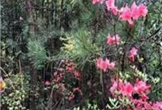 金华铜山岭钱王古道怎么玩？附游玩路线