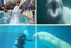 小梅沙海洋世界白鲸剧场